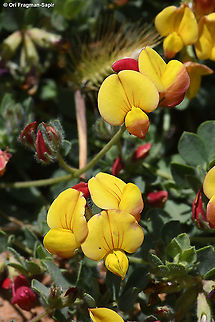 Lotus corniculatus  Bird's-foot trefoil,Geotagged,Lotus corniculatus,Summer