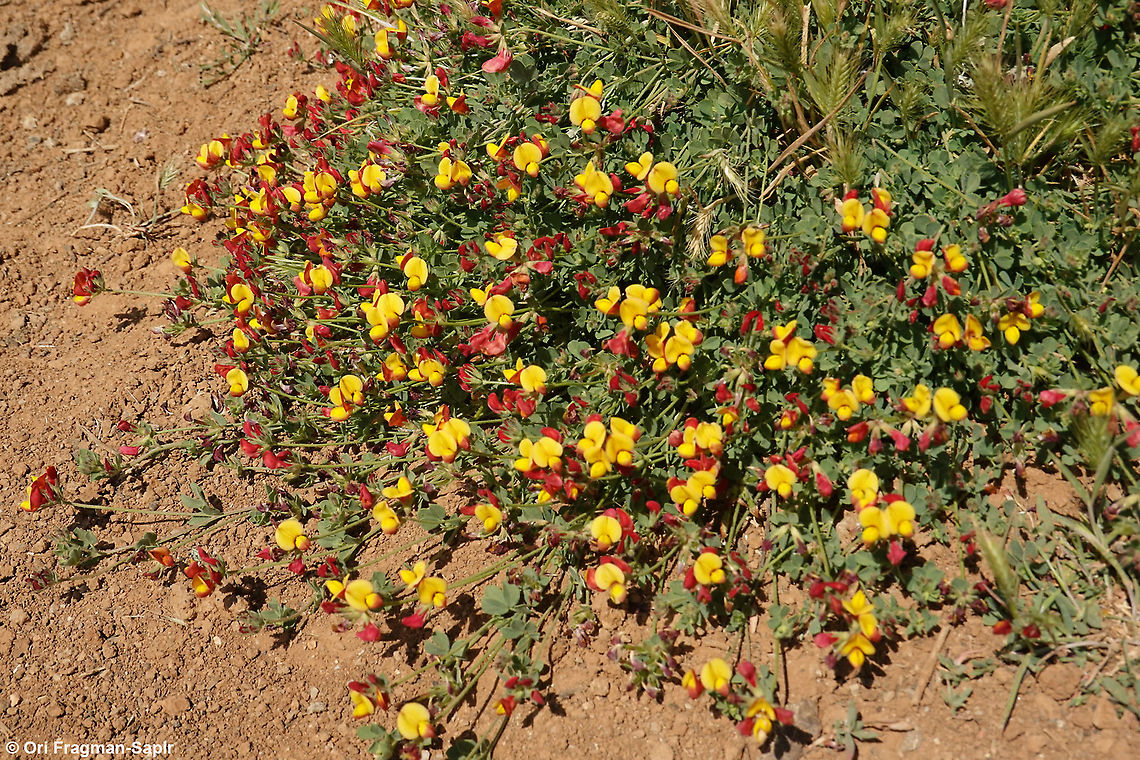 Lotus corniculatus  Bird's-foot trefoil,Geotagged,Lotus corniculatus,Summer