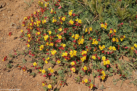 Lotus corniculatus  Bird's-foot trefoil,Geotagged,Lotus corniculatus,Summer