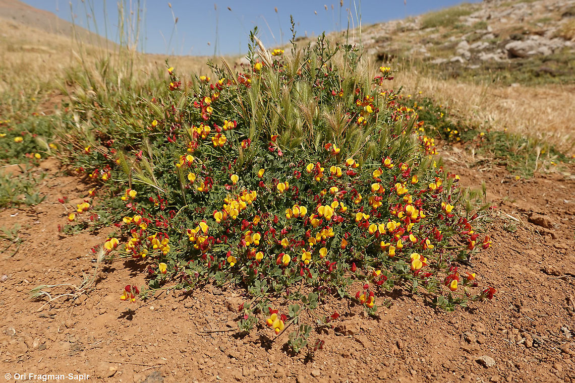 Lotus corniculatus  Bird's-foot trefoil,Geotagged,Lotus corniculatus,Summer