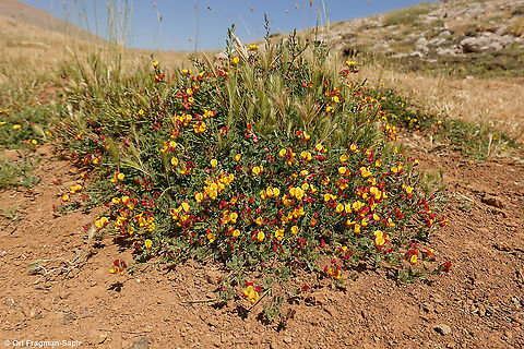 Lotus corniculatus  Bird's-foot trefoil,Geotagged,Lotus corniculatus,Summer