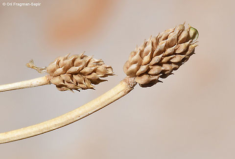 Ranunculus myosuroides  Geotagged,Ranunculus myosuroides,Summer