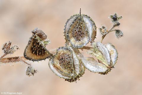 Mattiastrum lithospermifolium  Geotagged,Mattiastrum lithospermifolium,Summer