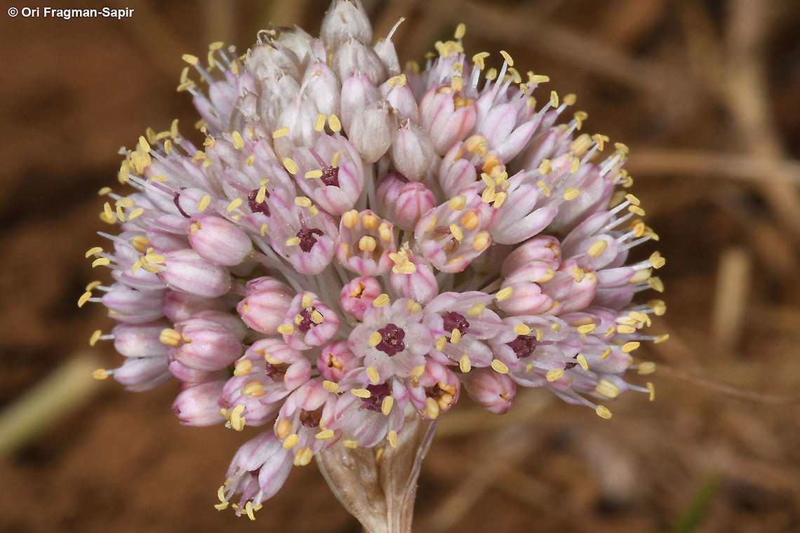 Allium rupicola  Allium rupicola,Geotagged,Summer