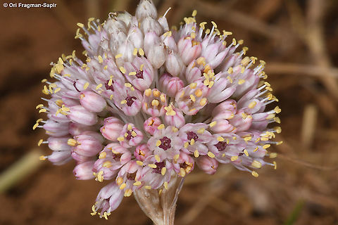 Allium rupicola  Allium rupicola,Geotagged,Summer