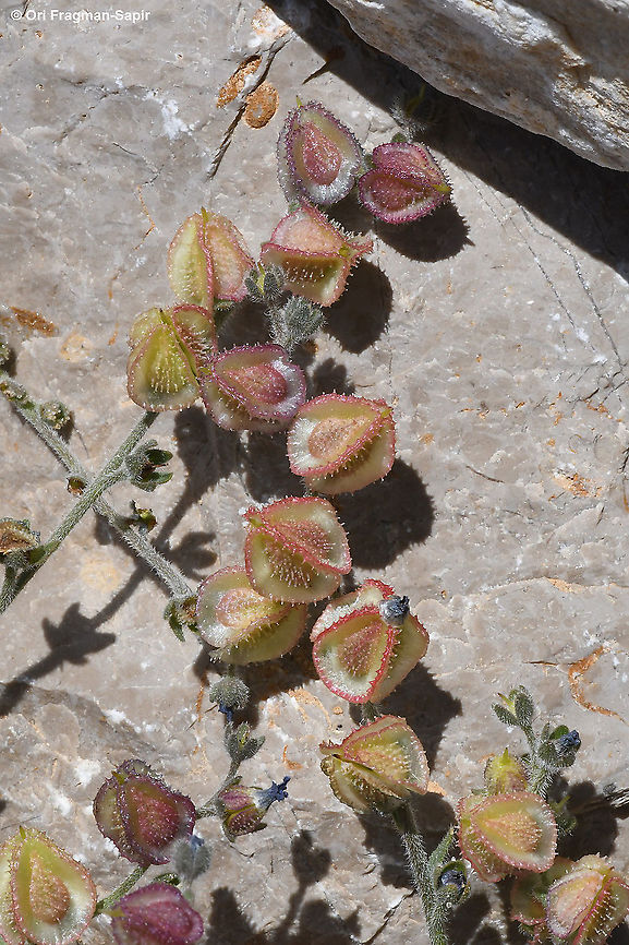 Mattiastrum lithospermifolium  Geotagged,Mattiastrum lithospermifolium,Summer