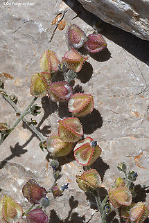 Mattiastrum lithospermifolium  Geotagged,Mattiastrum lithospermifolium,Summer