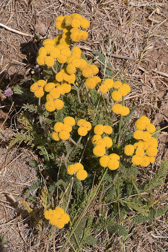 Tanacetum aucheri  Geotagged,Summer,Tanacetum aucheri