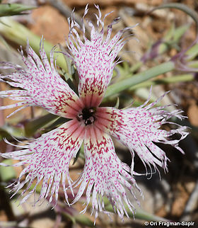 Dianthus libanotis  Dianthus libanotis,Geotagged,Mount Libanus Pink,Summer