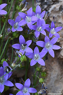 Campanula cymbalaria
