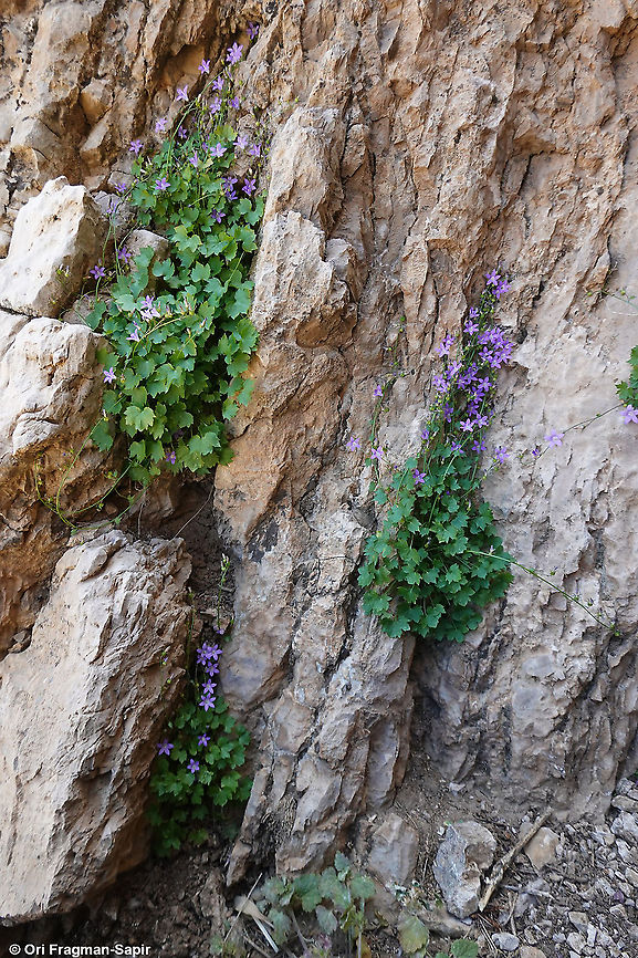 Campanula cymbalaria  Campanula cymbalaria,Geotagged,Summer