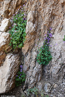 Campanula cymbalaria  Campanula cymbalaria,Geotagged,Summer