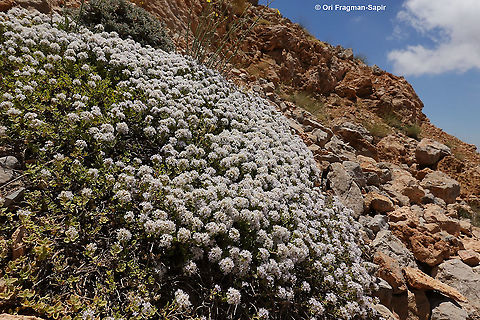 Ziziphora clinopodioides  Geotagged,Summer,Ziziphora clinopodioides