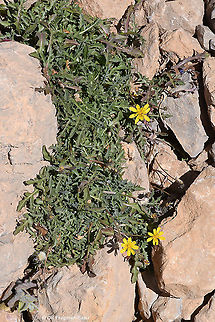 Crepis robertioides  Crepis robertioides,Geotagged,Summer