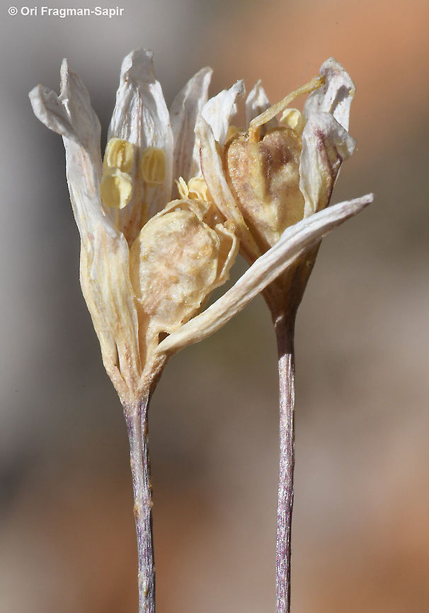 Gagea libanotica  Gagea libanotica,Geotagged,Summer