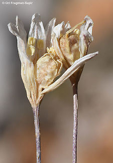 Gagea libanotica  Gagea libanotica,Geotagged,Summer