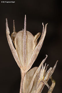 Gagea micrantha  Gagea micrantha,Geotagged,Summer