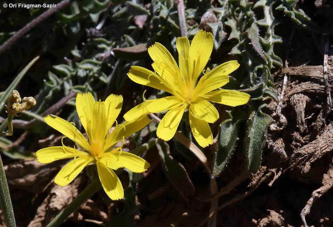 Crepis robertioides  Crepis robertioides,Geotagged,Summer