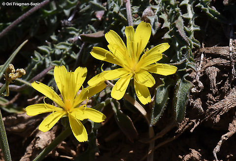 Crepis robertioides  Crepis robertioides,Geotagged,Summer