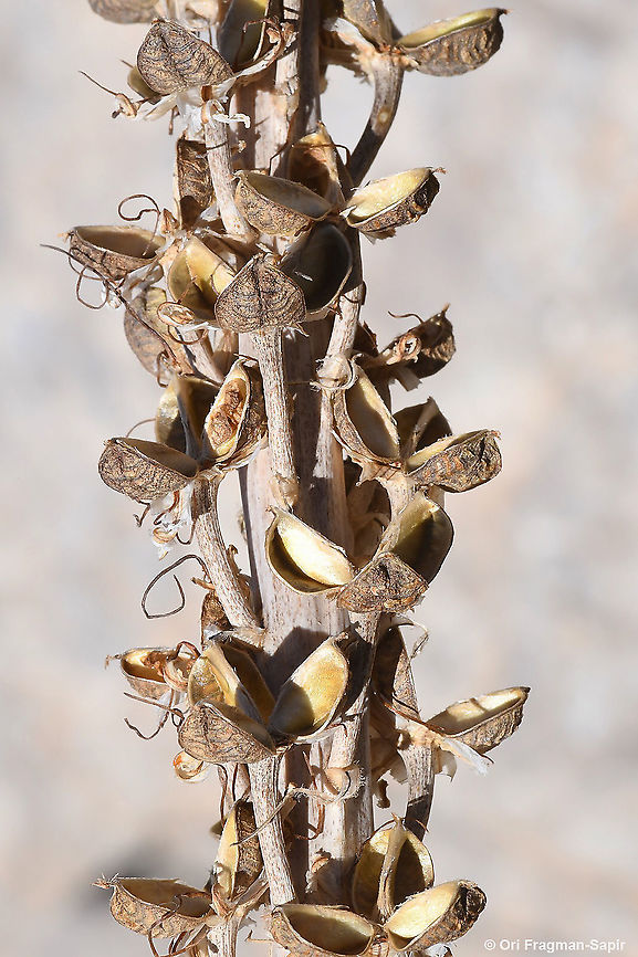 Eremurus libanoticus  Eremurus libanoticus,Geotagged,Summer