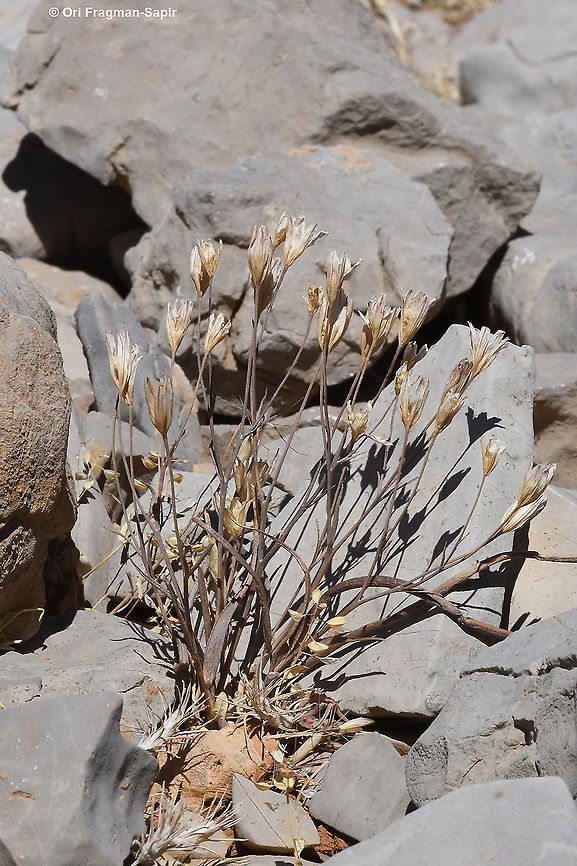 Gagea libanotica  Gagea libanotica,Geotagged,Summer