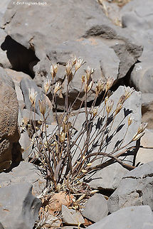 Gagea libanotica  Gagea libanotica,Geotagged,Summer