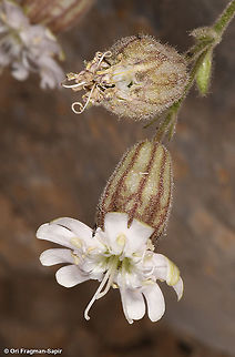 Silene odontopetala  Geotagged,Silene odontopetala,Summer