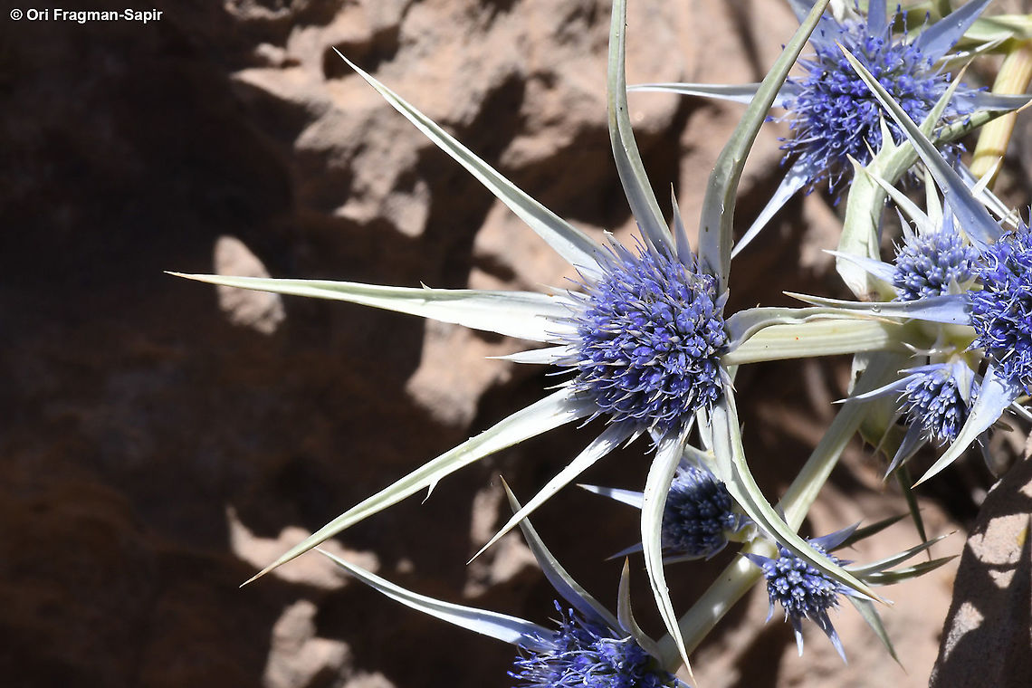 Eryngium bourgatii  Eryngium bourgatii,Geotagged,Mediterranean sea holly,Summer