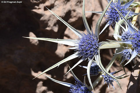 Eryngium bourgatii  Eryngium bourgatii,Geotagged,Mediterranean sea holly,Summer