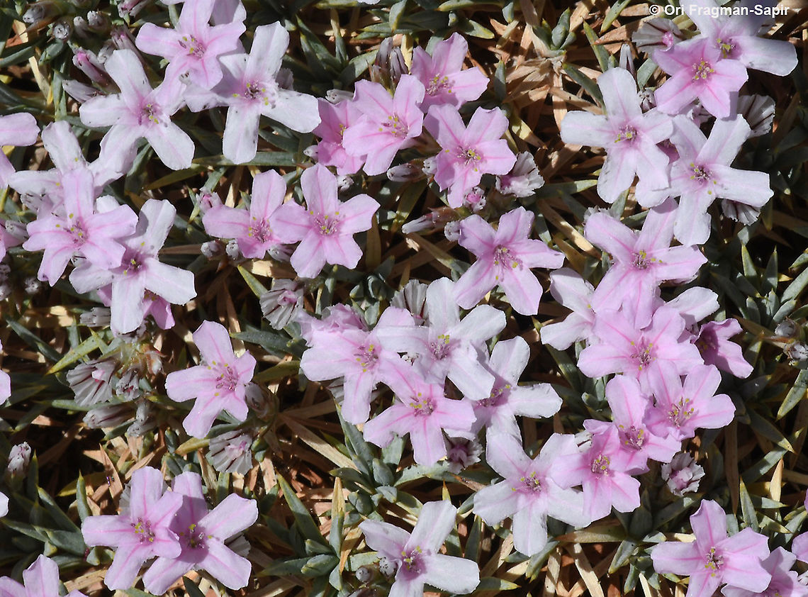 Acantholimon libanoticum  Acantholimon libanoticum,Geotagged,Summer