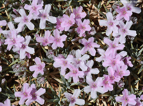 Acantholimon libanoticum  Acantholimon libanoticum,Geotagged,Summer