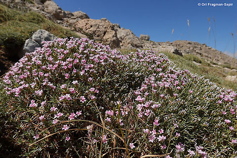 Acantholimon libanoticum  Acantholimon libanoticum,Geotagged,Summer