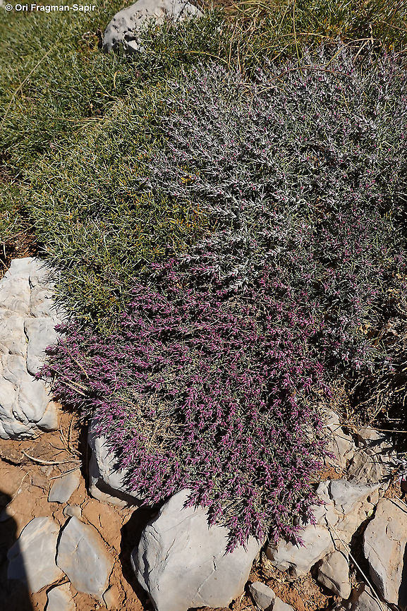 Noaea mucronata subsp. humilis  Geotagged,Noaea mucronata,Summer