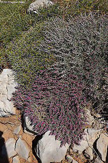 Noaea mucronata subsp. humilis  Geotagged,Noaea mucronata,Summer