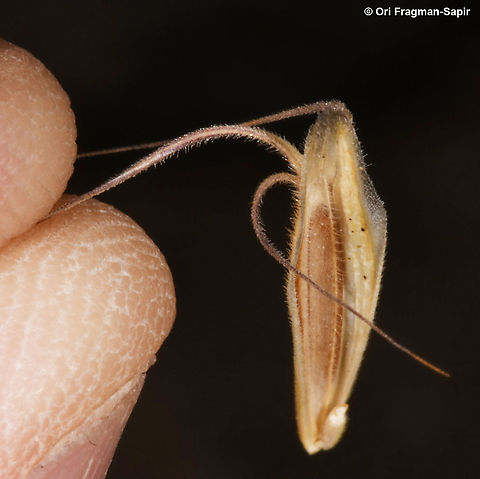 Bromus danthoniae  Bromus danthoniae,Geotagged,Oat Brome,Summer