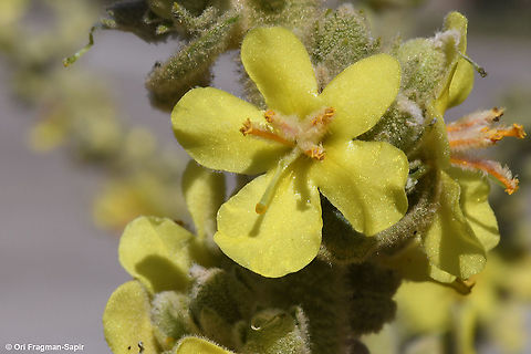 Verbascum sinaiticum  Geotagged,Summer,Verbascum sinaiticum