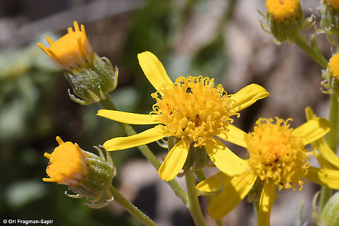 Senecio doriiformis  Geotagged,Senecio doriiformis,Summer