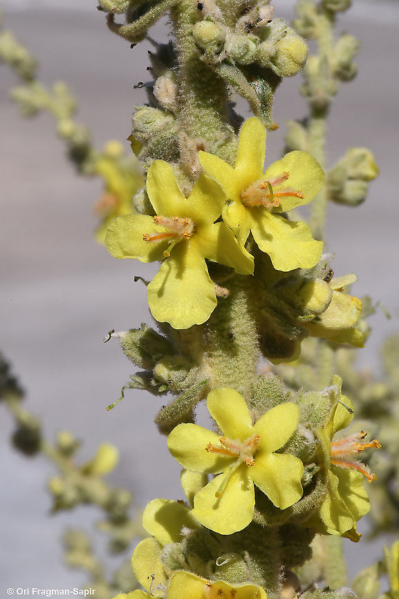 Verbascum sinaiticum  Geotagged,Summer,Verbascum sinaiticum