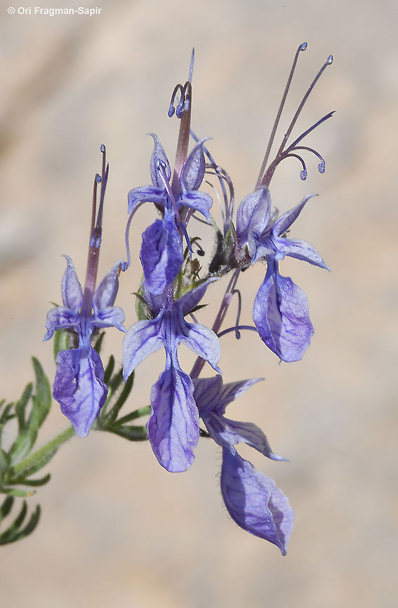 Teucrium orientale  Geotagged,Summer,Teucrium orientale