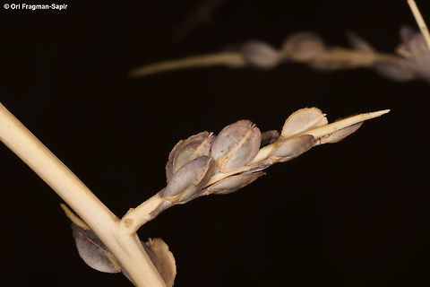 Lepidium sativum  Garden cress,Geotagged,Lepidium sativum,Summer
