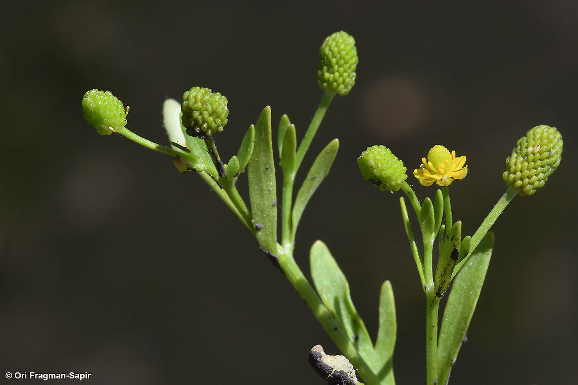 Ranunculus sceleratus  Cursed Crowfoot,Geotagged,Israel,Ranunculus sceleratus,Summer