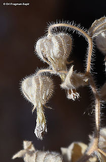 Campanula camptoclada  Campanula camptoclada,Geotagged,Summer