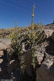 Verbascum sinaiticum  Geotagged,Summer,Verbascum sinaiticum