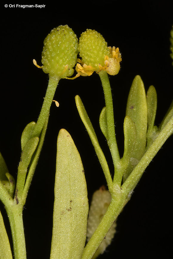 Ranunculus sceleratus  Cursed Crowfoot,Ranunculus sceleratus