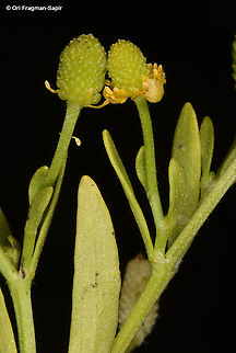 Ranunculus sceleratus  Cursed Crowfoot,Ranunculus sceleratus