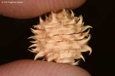 Medicago rigiduloides  Geotagged,Medicago rigiduloides,Summer