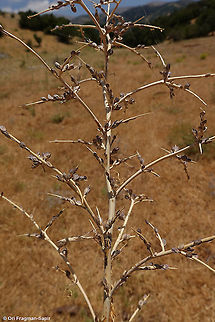 Lepidium sativum  Garden cress,Geotagged,Lepidium sativum,Summer
