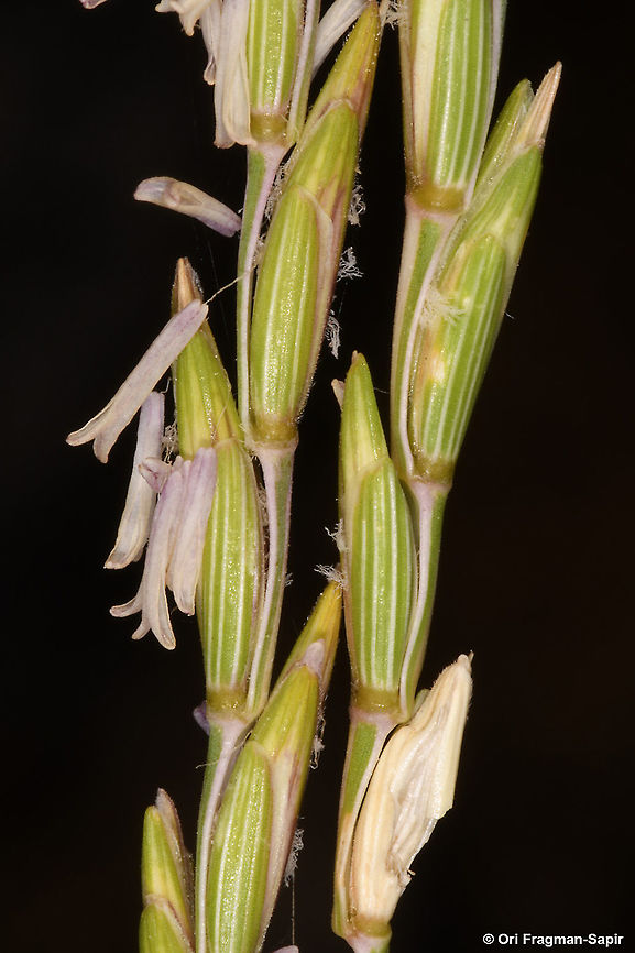 Elytrigia intermedia  Elytrigia intermedia,Geotagged,Summer