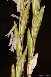 Elytrigia intermedia  Elytrigia intermedia,Geotagged,Summer