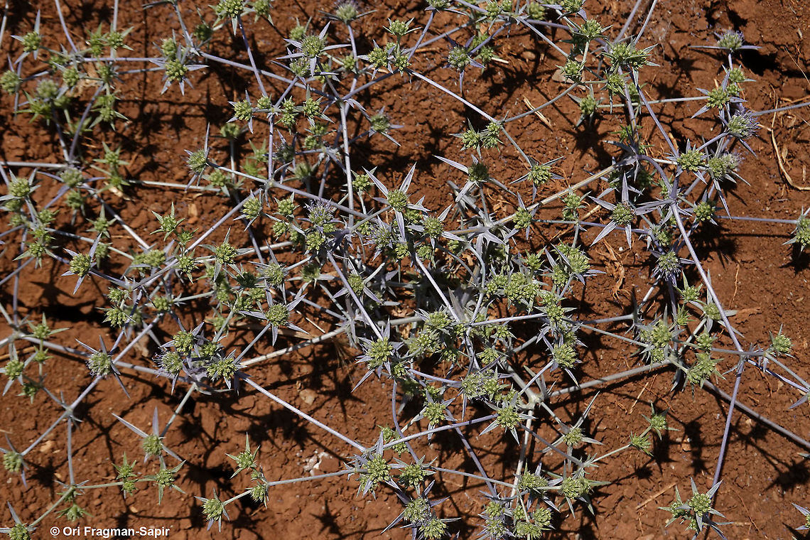 Eryngium creticum  Eryngium creticum,Geotagged,Small-headed eryngo,Summer